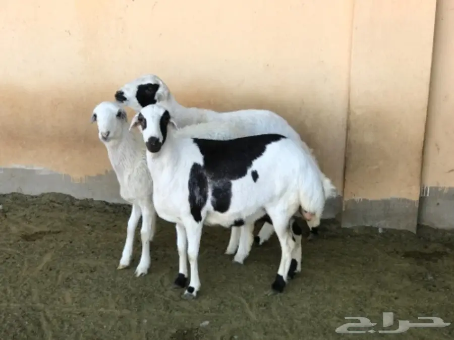 غنم رفيدي مهجن و دجاج و أنواع من البط و رومي (image 10)