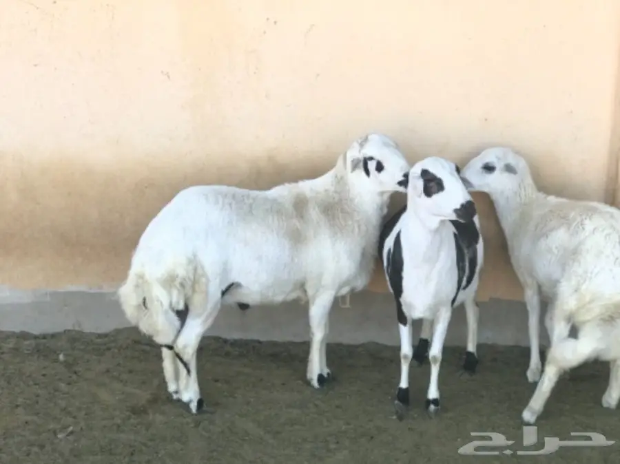 غنم رفيدي مهجن و دجاج و أنواع من البط و رومي (image 11)