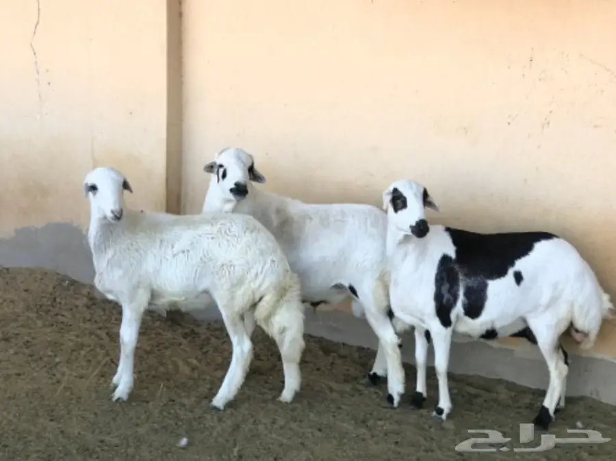 غنم رفيدي مهجن و دجاج و أنواع من البط و رومي (image 12)