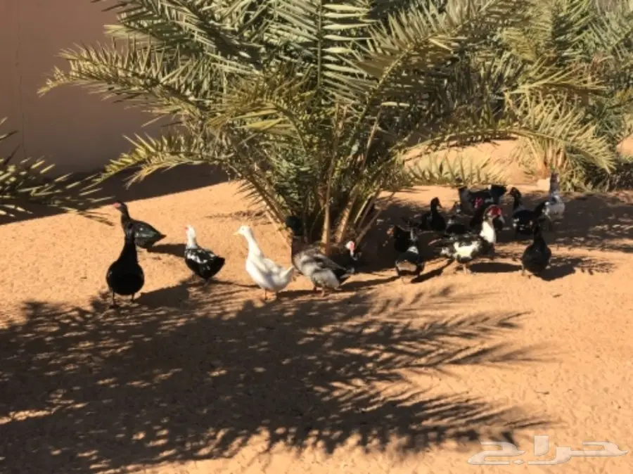 غنم رفيدي مهجن و دجاج و أنواع من البط و رومي (image 13)