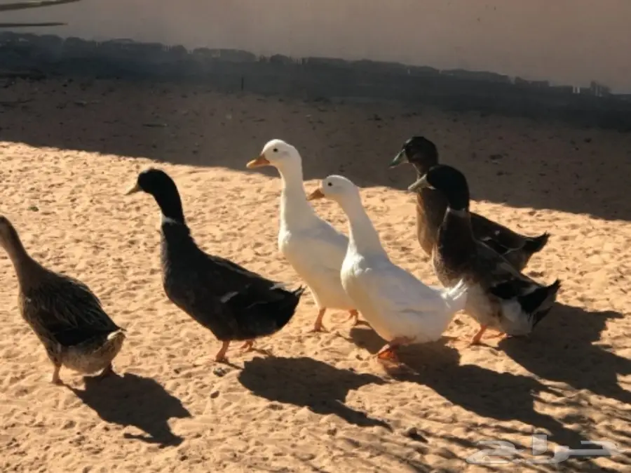 غنم رفيدي مهجن و دجاج و أنواع من البط و رومي (image 14)