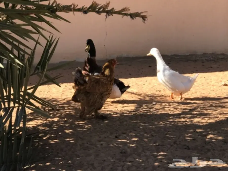غنم رفيدي مهجن و دجاج و أنواع من البط و رومي (image 15)