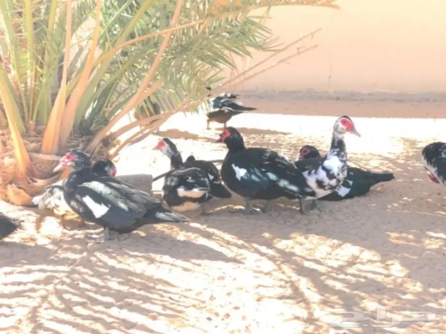 غنم رفيدي مهجن و دجاج و أنواع من البط و رومي (image 16)