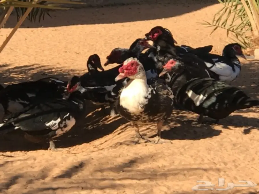 غنم رفيدي مهجن و دجاج و أنواع من البط و رومي (image 17)