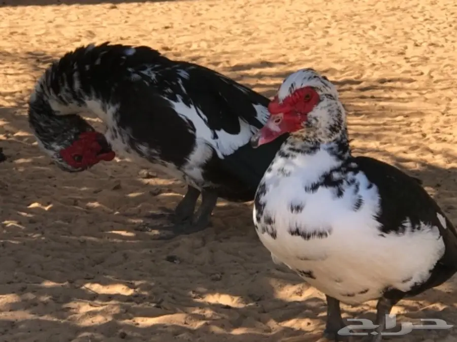 غنم رفيدي مهجن و دجاج و أنواع من البط و رومي (image 18)