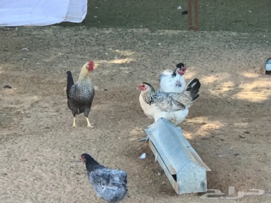 غنم رفيدي مهجن و دجاج و أنواع من البط و رومي (image 19)