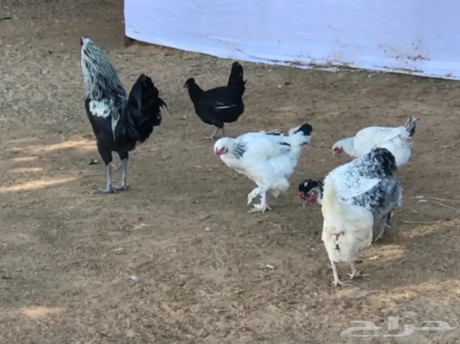 غنم رفيدي مهجن و دجاج و أنواع من البط و رومي (image 22)
