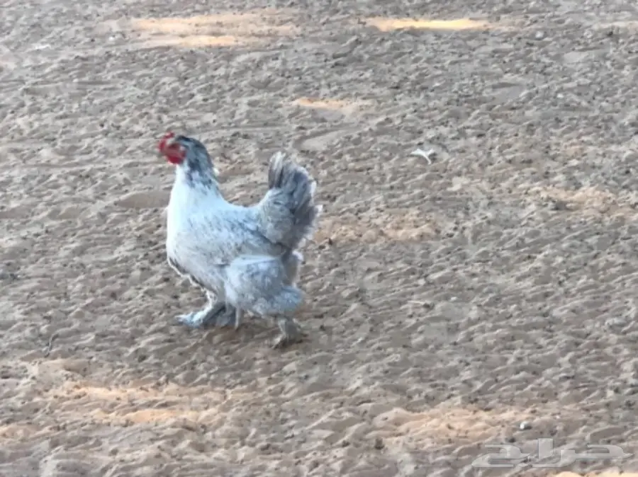 غنم رفيدي مهجن و دجاج و أنواع من البط و رومي (image 23)