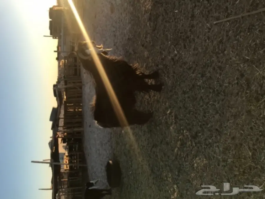 الدوادمي عنز هولنديه  ثنيه تحتها تيس وجفره