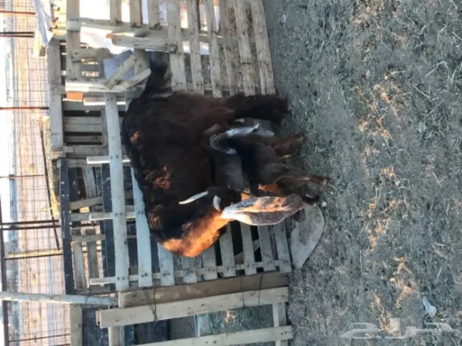 الدوادمي عنز هولنديه  ثنيه تحتها تيس وجفره (image 1)