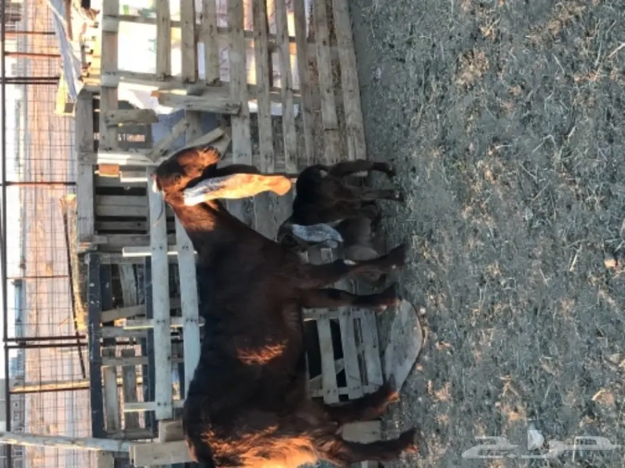 الدوادمي عنز هولنديه  ثنيه تحتها تيس وجفره (image 2)