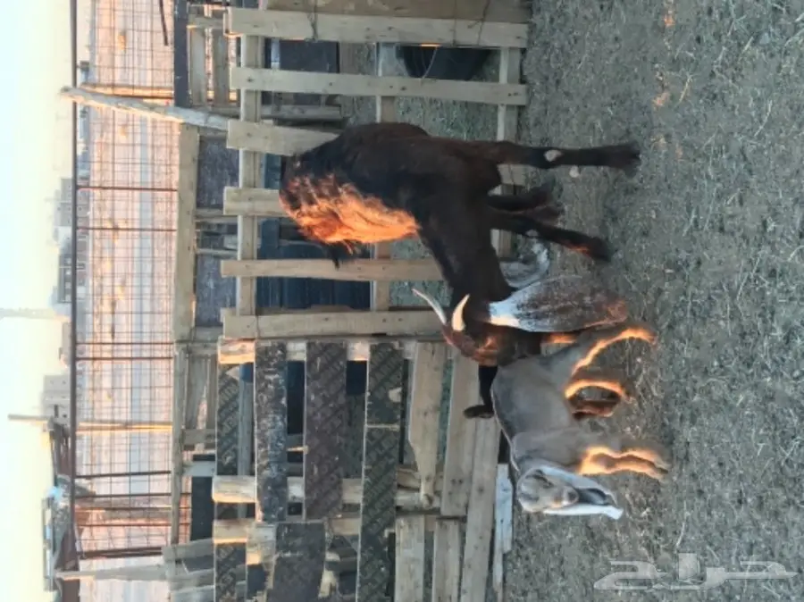 الدوادمي عنز هولنديه  ثنيه تحتها تيس وجفره (image 5)