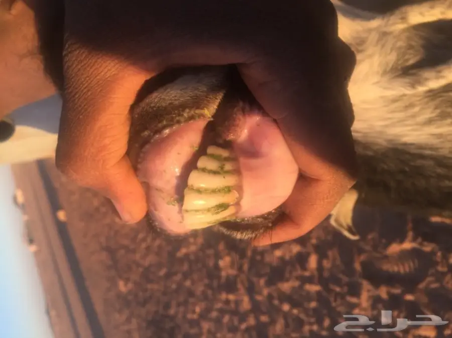 عنز متاومه للبيع