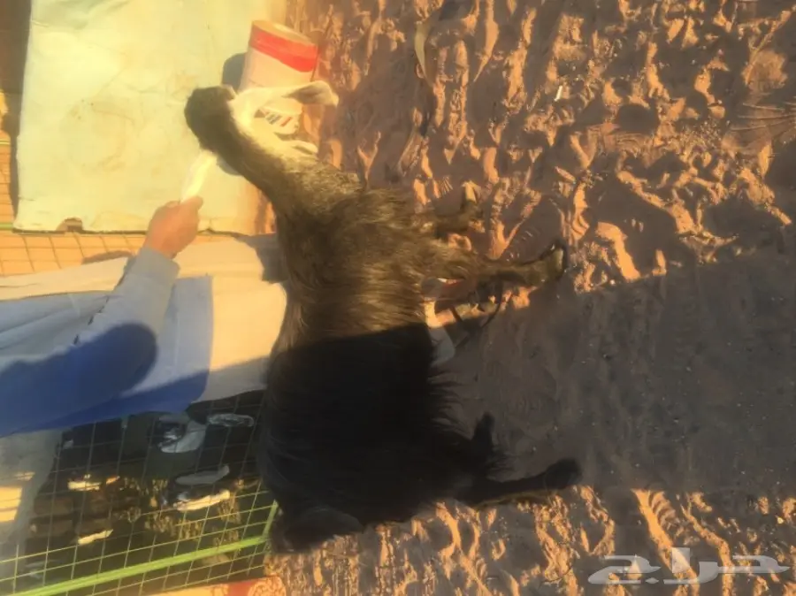 عنز متاومه للبيع (image 1)