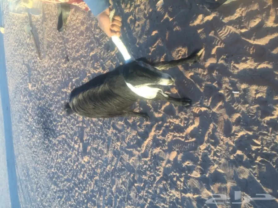 عنز متاومه للبيع (image 2)