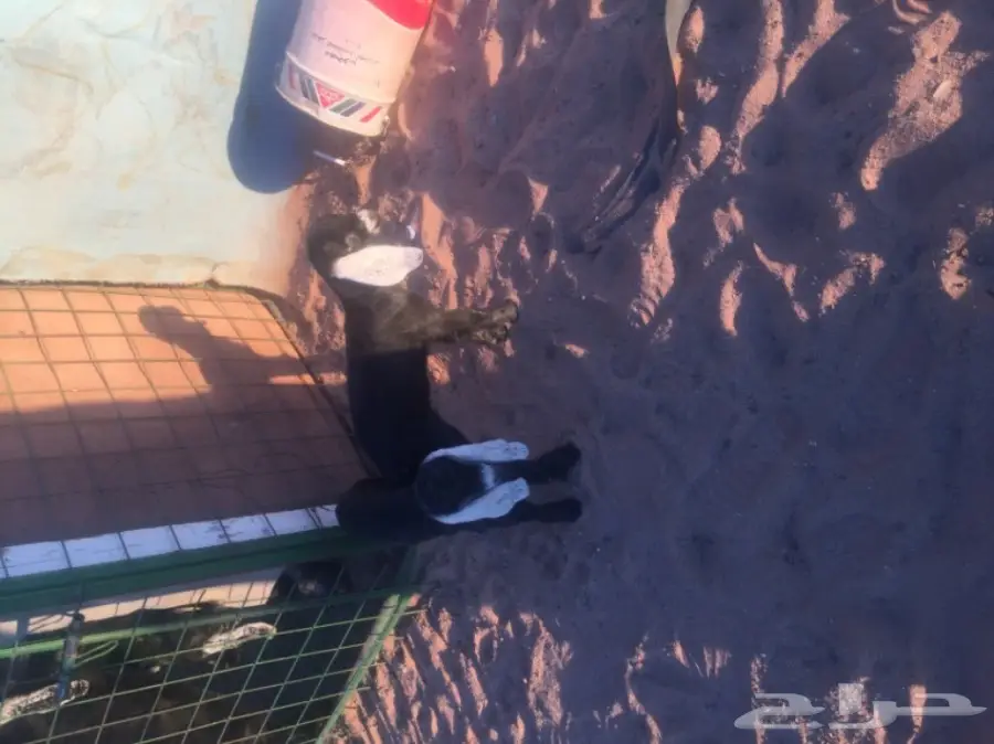 عنز متاومه للبيع (image 4)