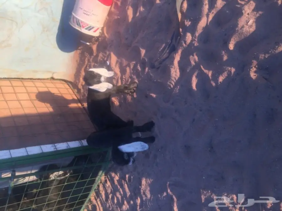 عنز متاومه للبيع (image 5)