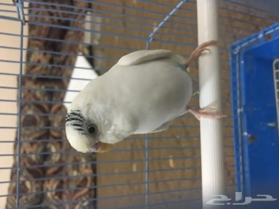 جوز بادجي جواهز 