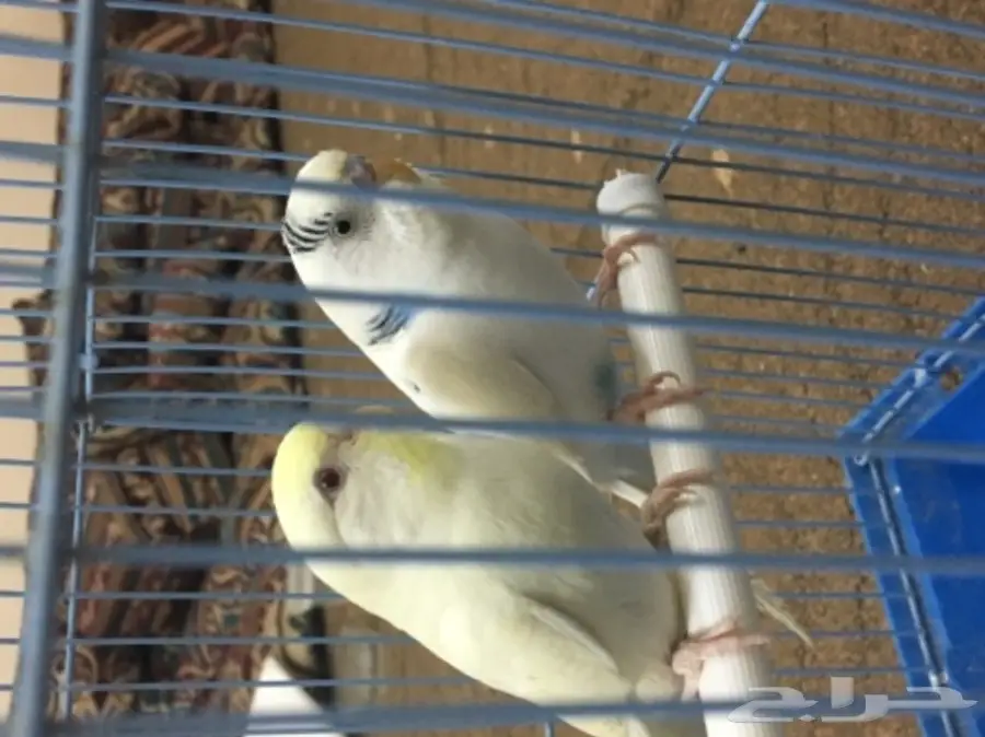 جوز بادجي جواهز  (image 1)