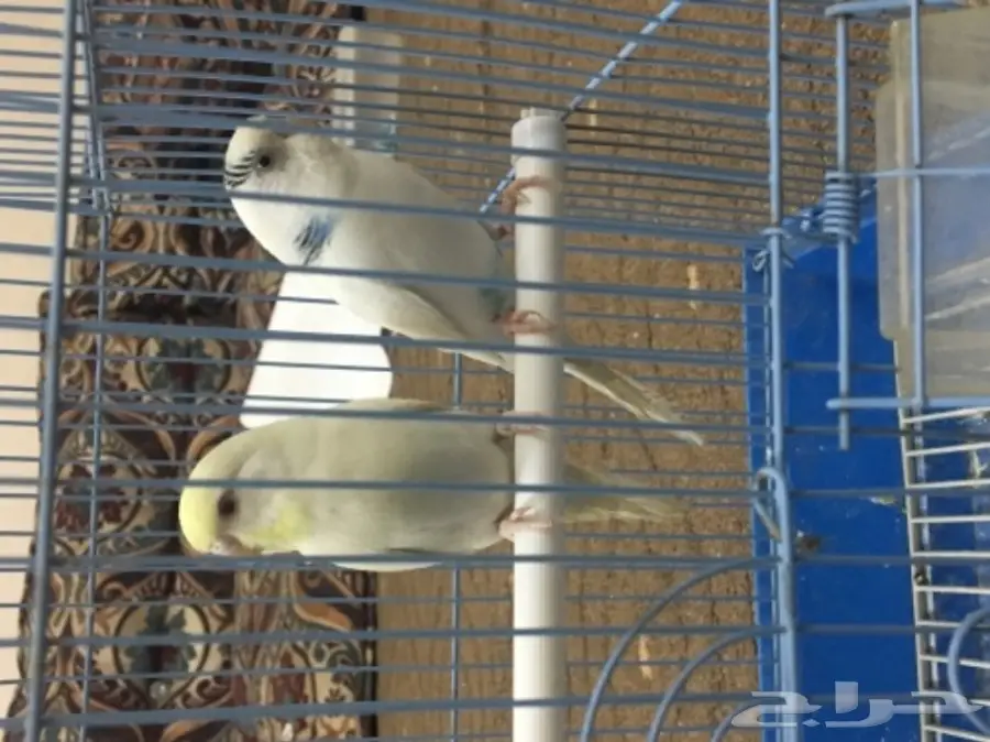 جوز بادجي جواهز  (image 2)