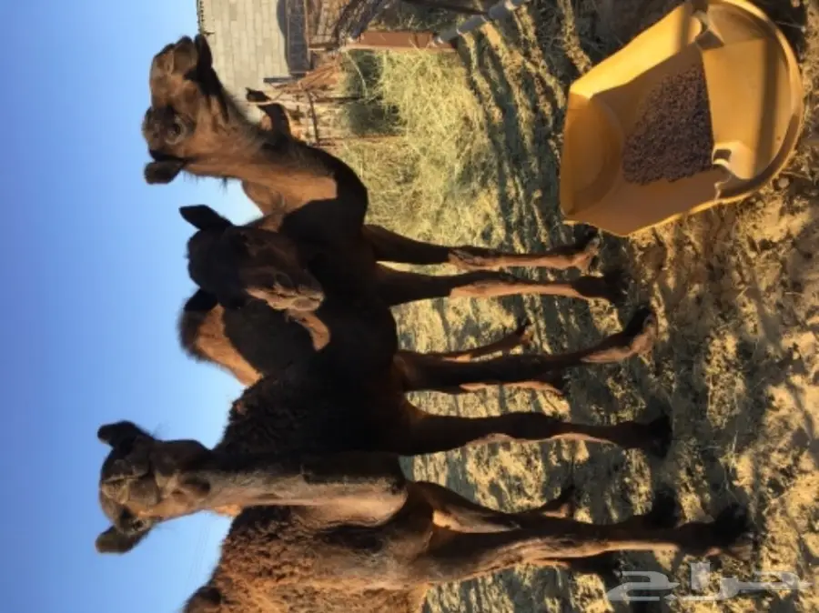 ثلاث قعدان للبيع. سمان وطيبه  الموقع الاحساء