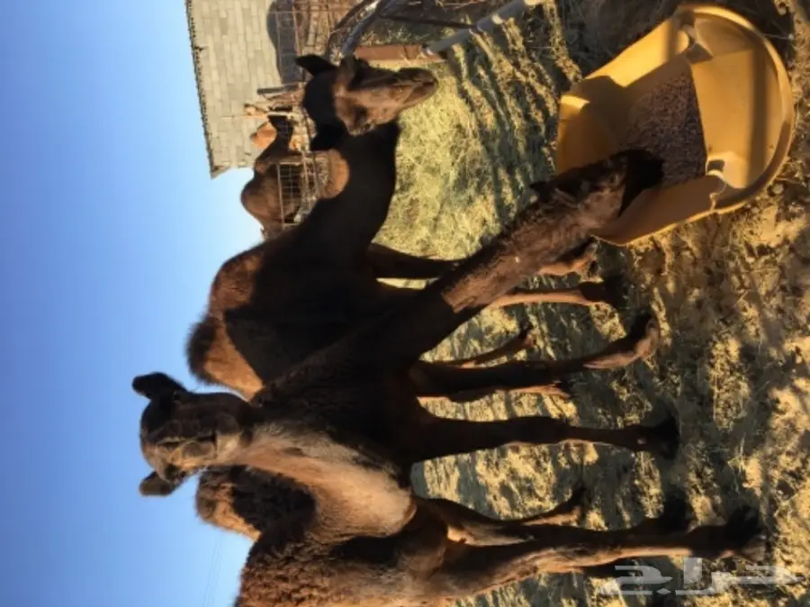 ثلاث قعدان للبيع. سمان وطيبه  الموقع الاحساء (image 1)