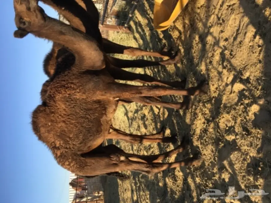 ثلاث قعدان للبيع. سمان وطيبه  الموقع الاحساء (image 2)