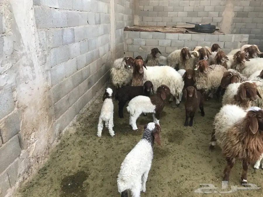 غنم نعيمي  (image 3)