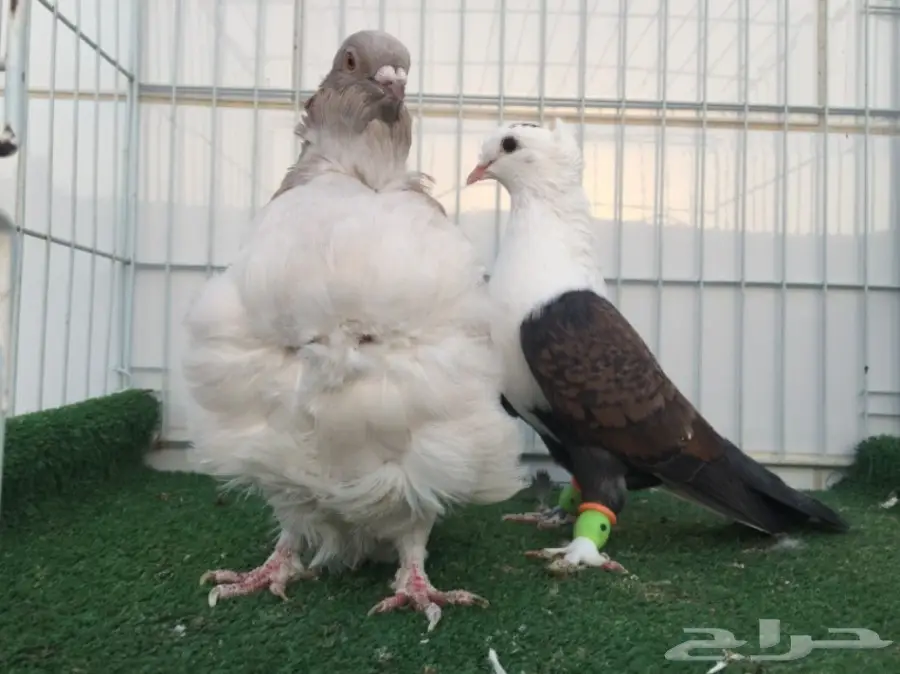 ذكر كشكشي انثى لبناني 