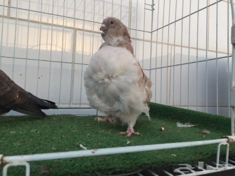 ذكر كشكشي انثى لبناني  (image 1)