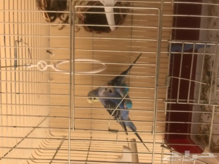 للبيع عصافير طيور الحب