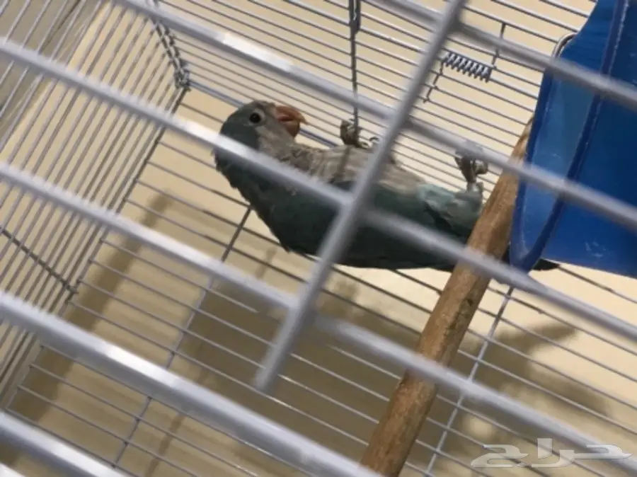 جوز كويكر أو ببغاء الراهب لون جميل