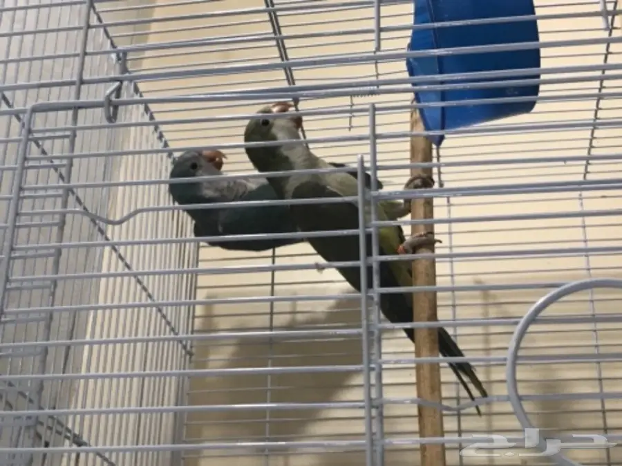 جوز كويكر أو ببغاء الراهب لون جميل (image 4)