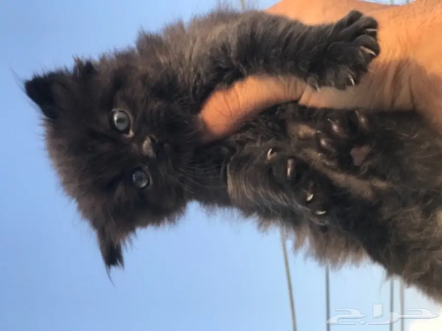 كتنز ذكر للبيع  (image 1)