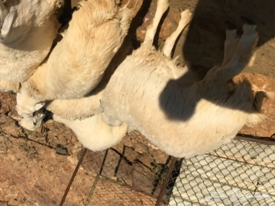 طليان للبيع (image 1)