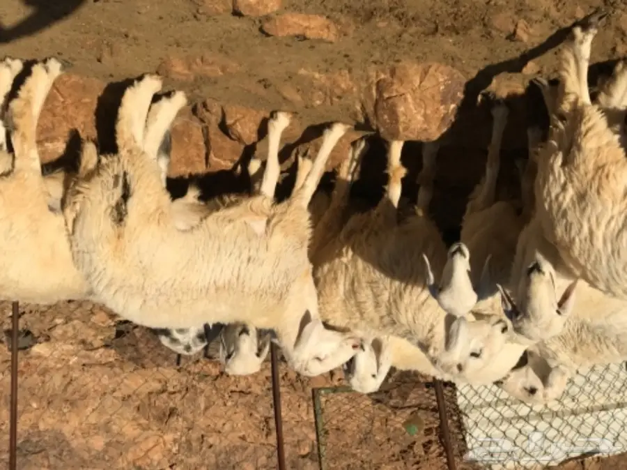 طليان للبيع (image 3)