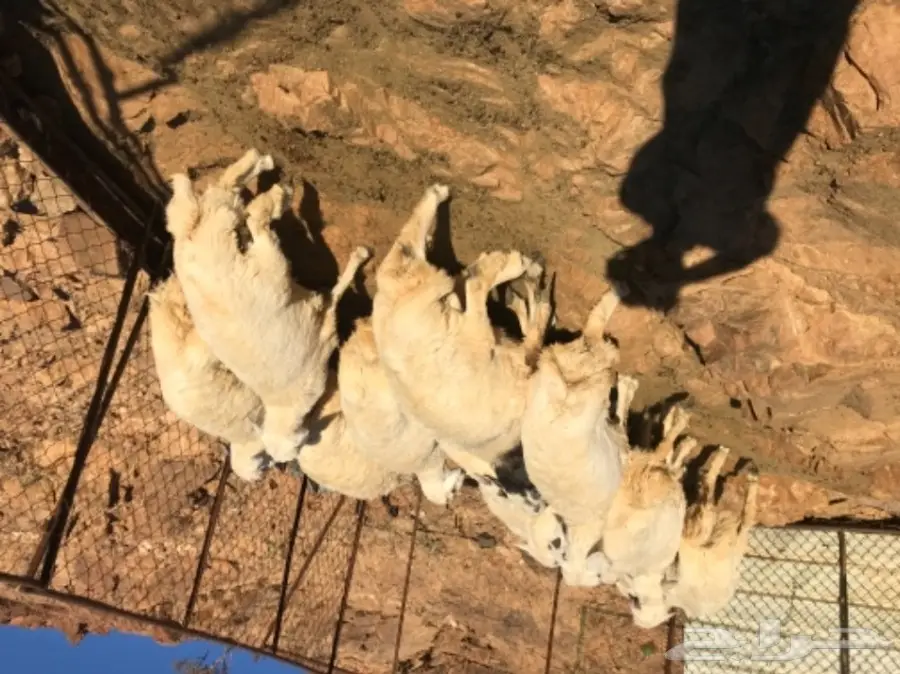 طليان للبيع (image 7)