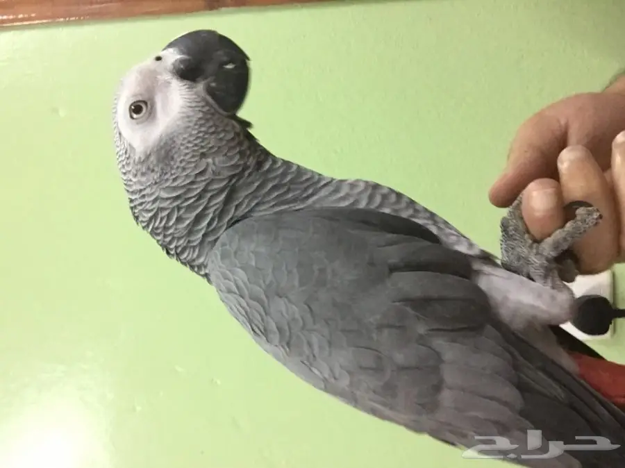 ببغاء كاسكو مفقود الان ببلجرشي