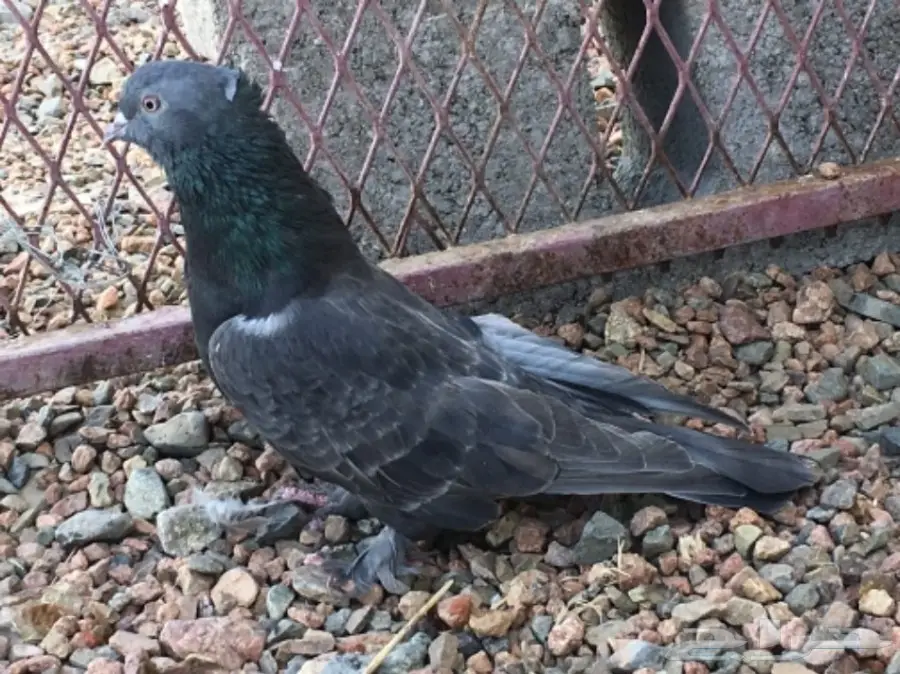 ذكر طحيني انثى منقا انثى بارلس 