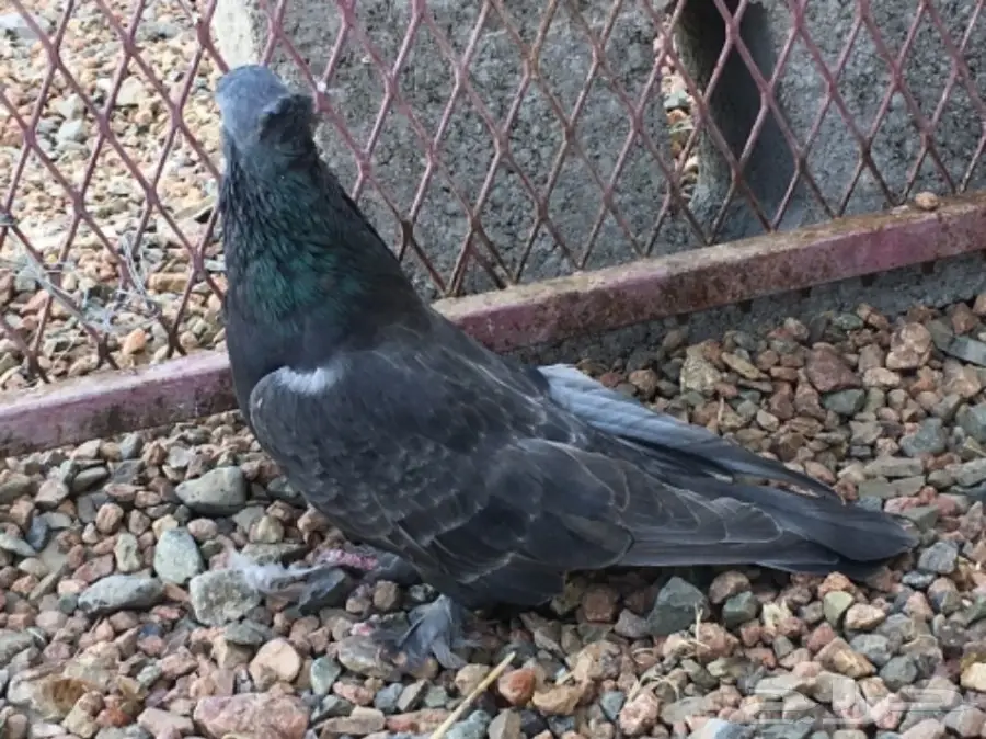 ذكر طحيني انثى منقا انثى بارلس  (image 1)