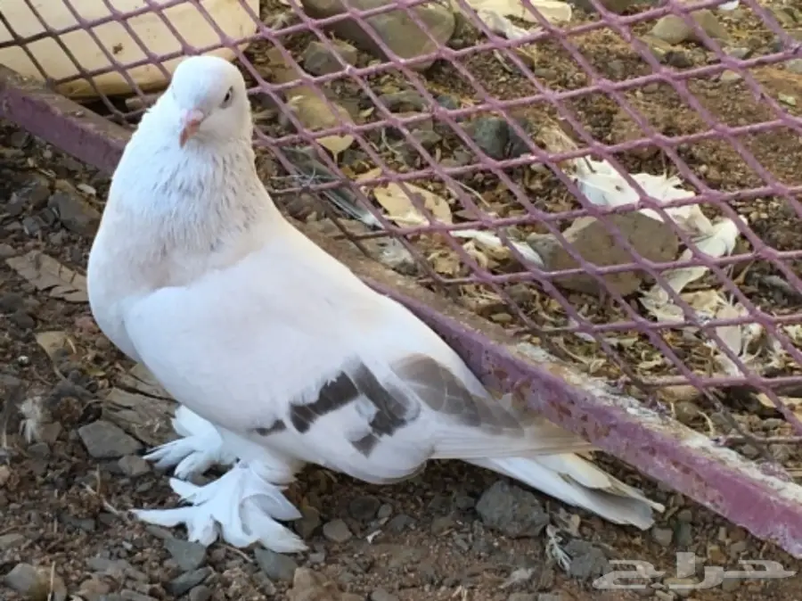 ذكر طحيني انثى منقا انثى بارلس  (image 2)