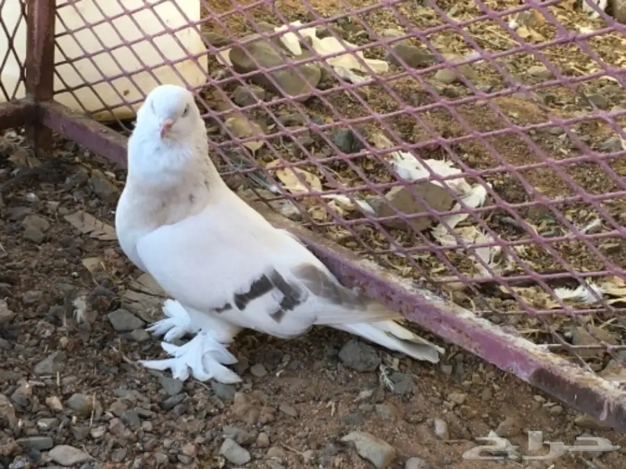 ذكر طحيني انثى منقا انثى بارلس  (image 3)