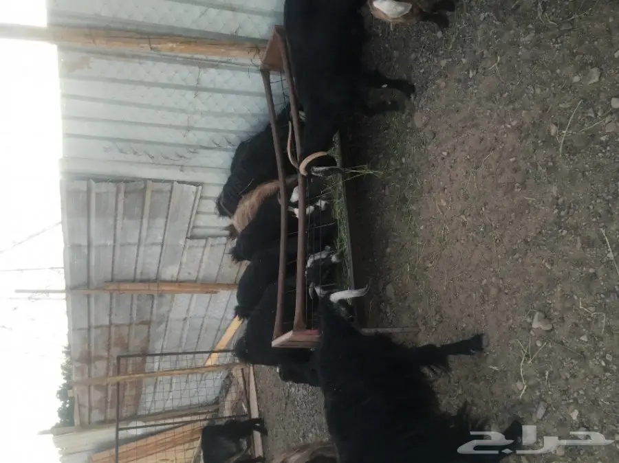 معزا مع عيالها - فرصة ذهبية! (image 1)