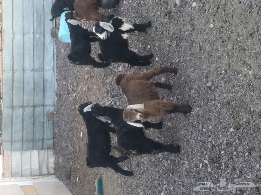 معزا مع عيالها - فرصة ذهبية! (image 3)