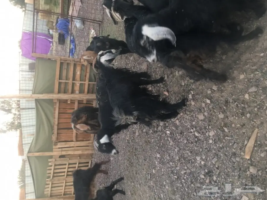 معزا مع عيالها - فرصة ذهبية! (image 4)