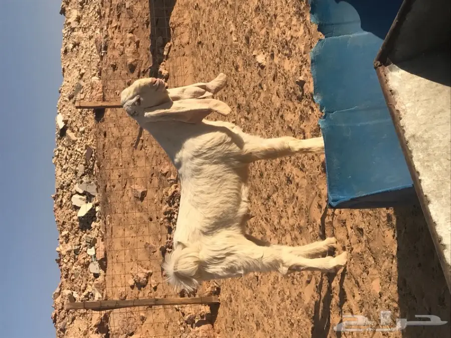 تيس ابيض  (image 1)