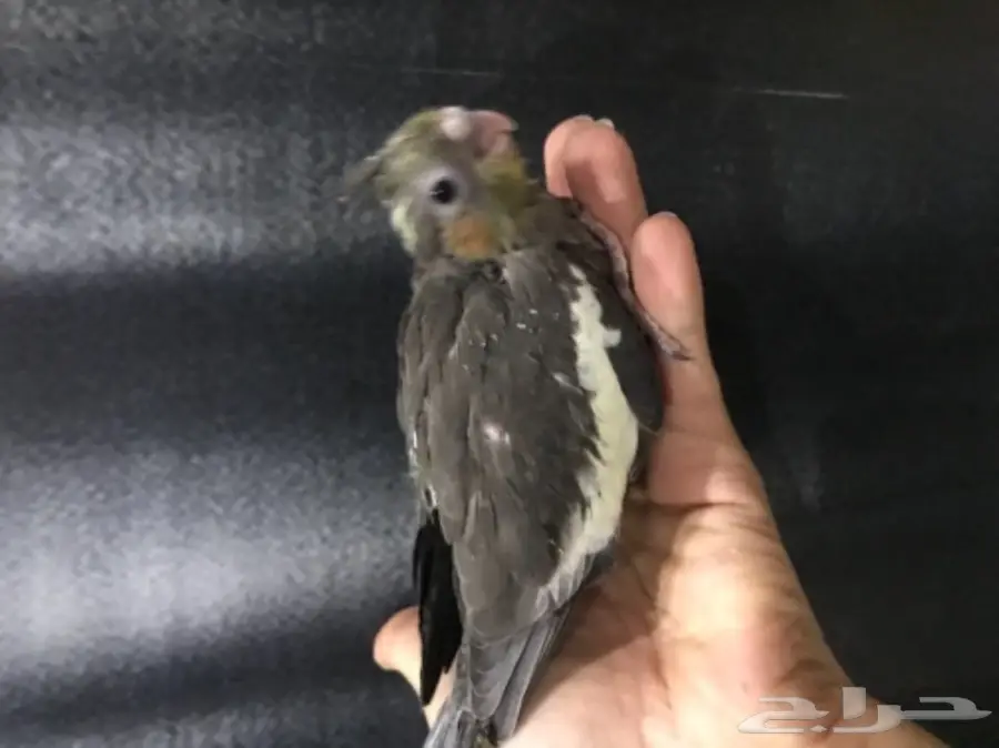 فرخ كروان غر للبيع