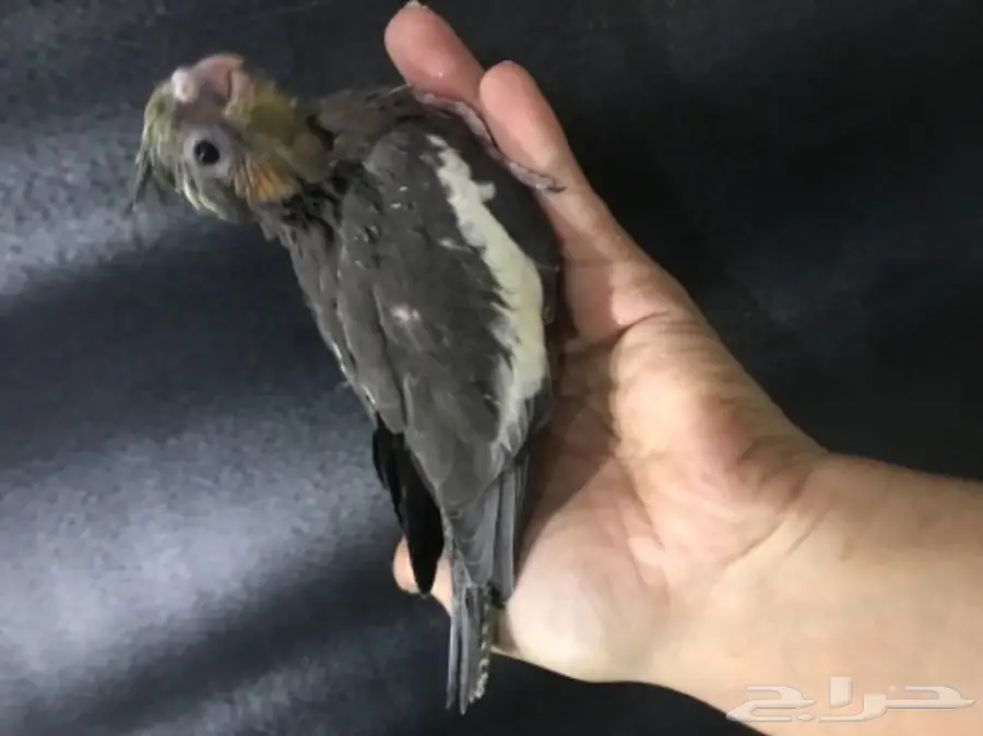 فرخ كروان غر للبيع (image 1)