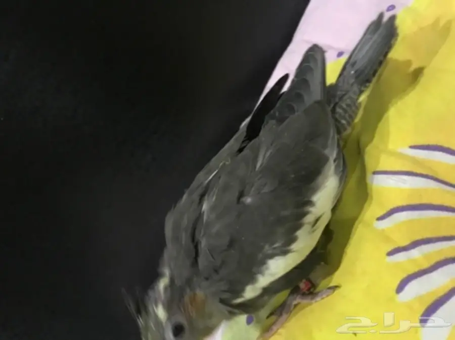 فرخ كروان غر للبيع (image 2)