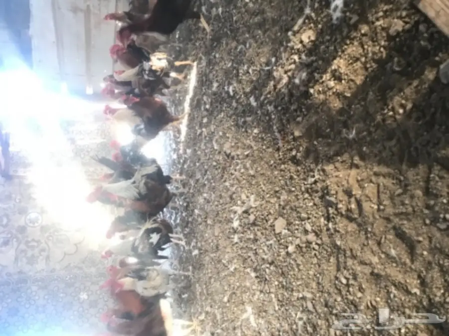 ديكن للبيع - فرصة لا تُفوّت! (image 2)